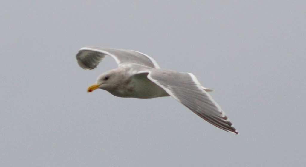 Hovering Gull