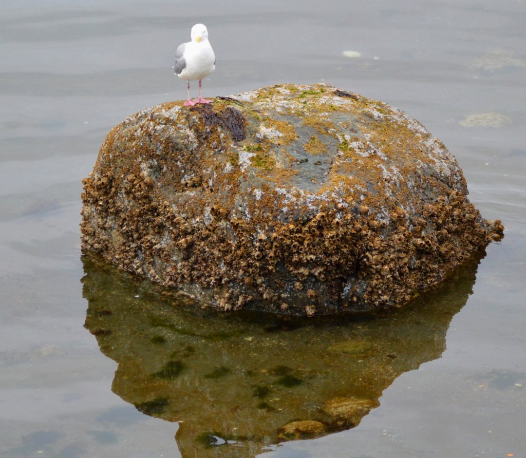 "This is my rock ... there are many like it but this one is mine."