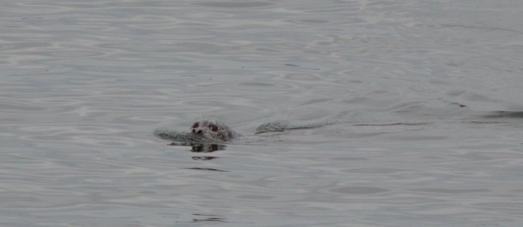 ferryseal1