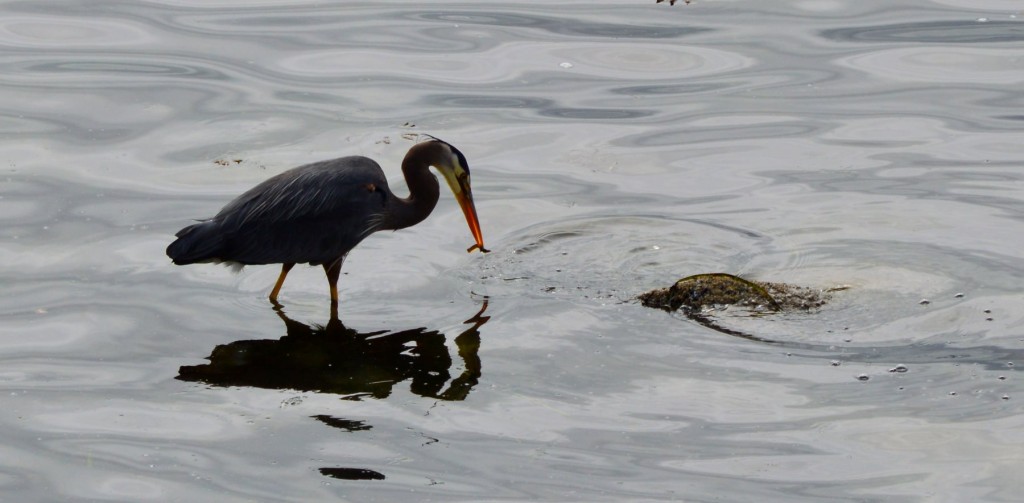 june2heron1