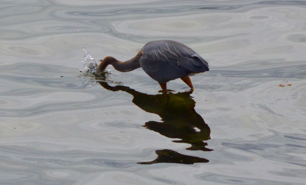 june2heron2