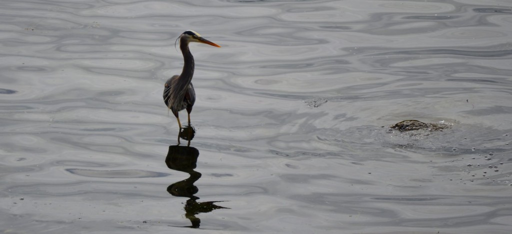 june2heron3