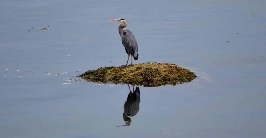 mirrorheron1