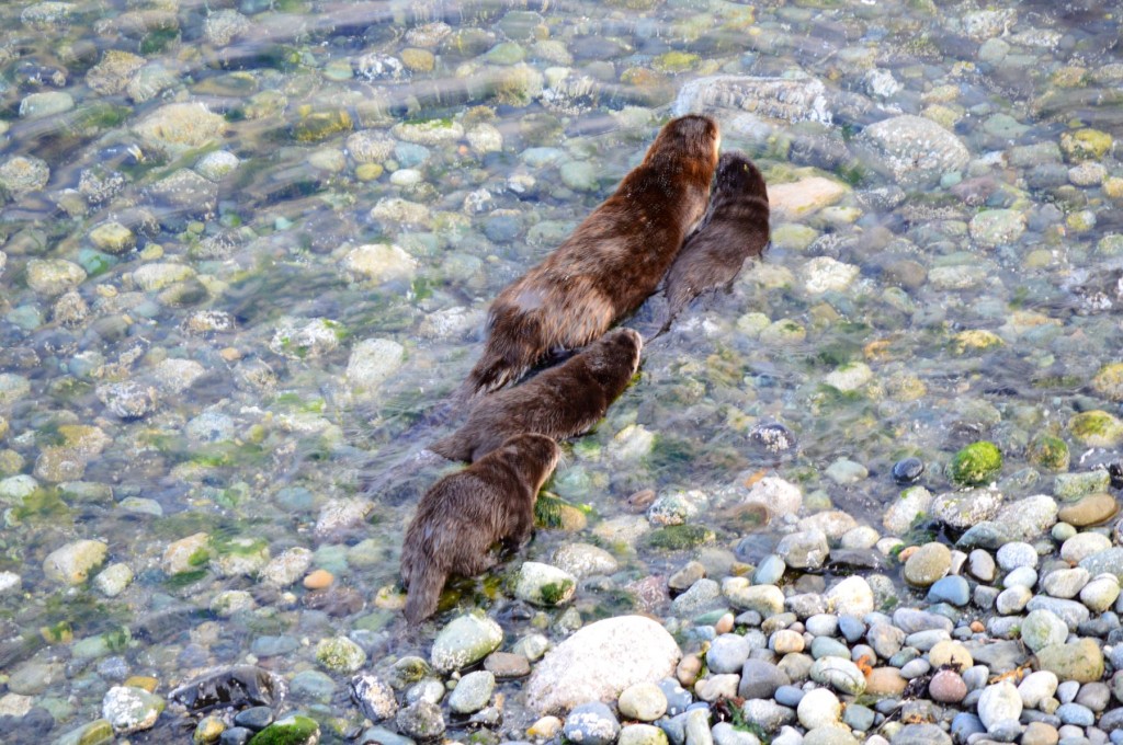 pupswim2