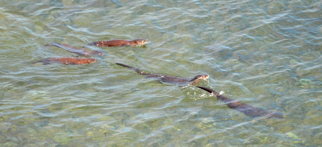 Diving Otter