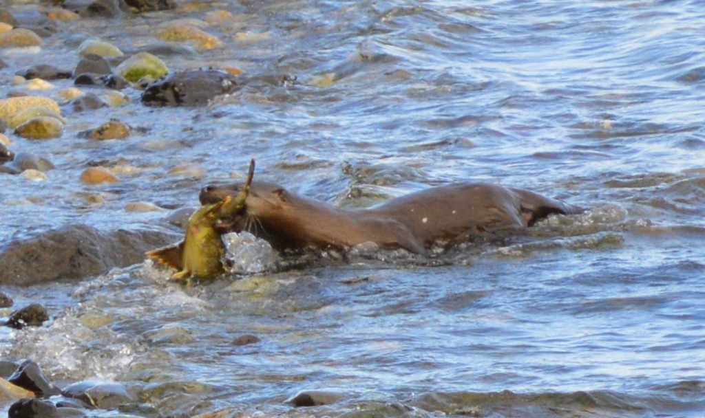 Otter with duck