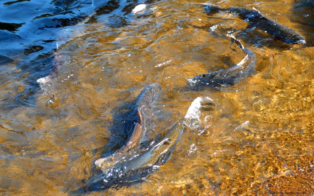 Spawning Salmon