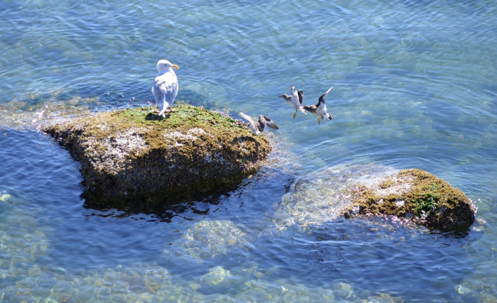 gull_visitors1