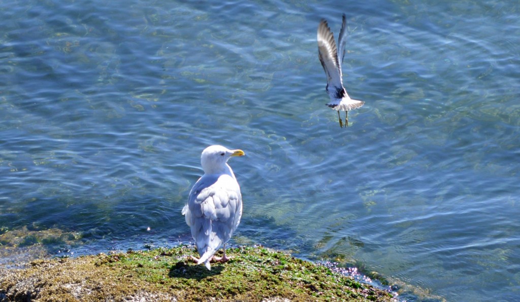 gull_visitors2