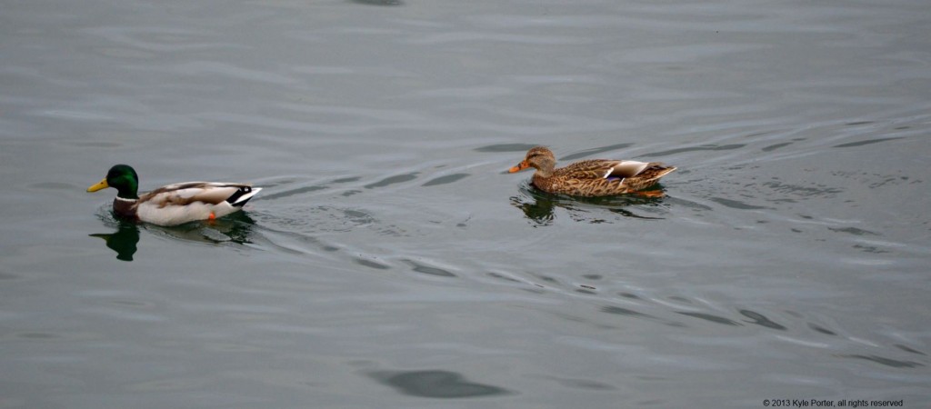 mallards_sep20a