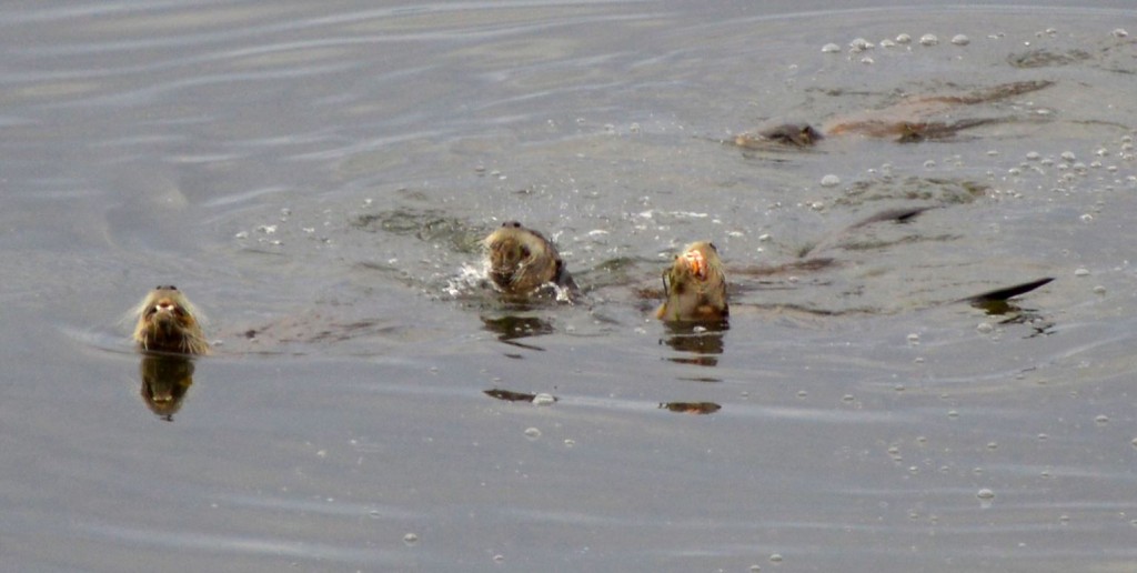 otternomnom4