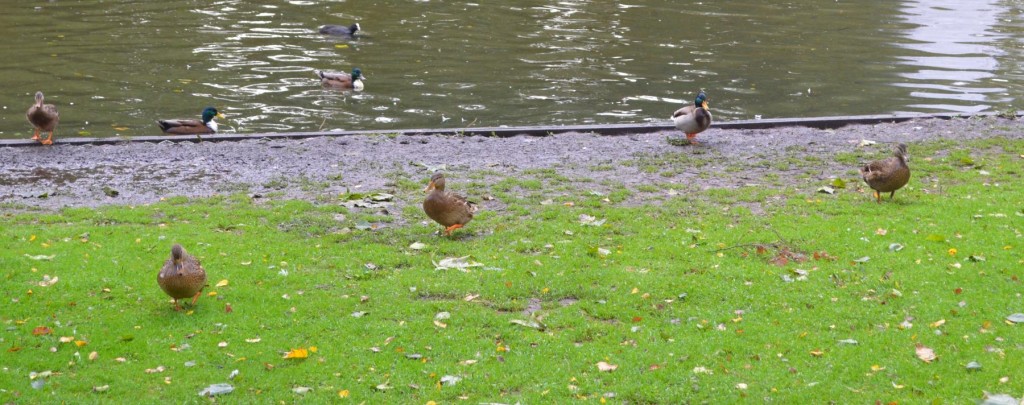 amsterducksC