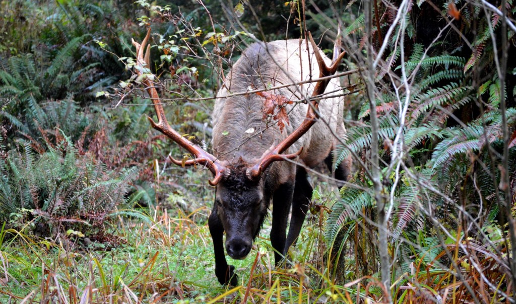 Damned big Roosevelt Elk ... half a ton and antlers 7 feet wide