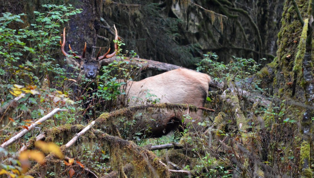 Another bull 50 yards away, but they were ignoring each other