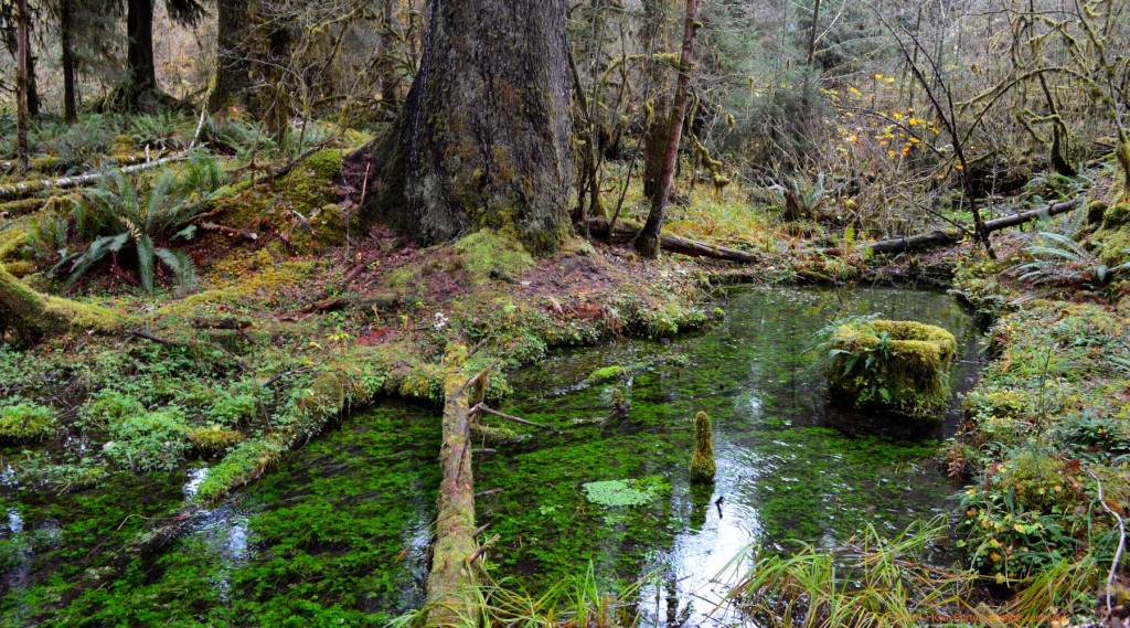 Well they call it a rain forest for a reason ... 