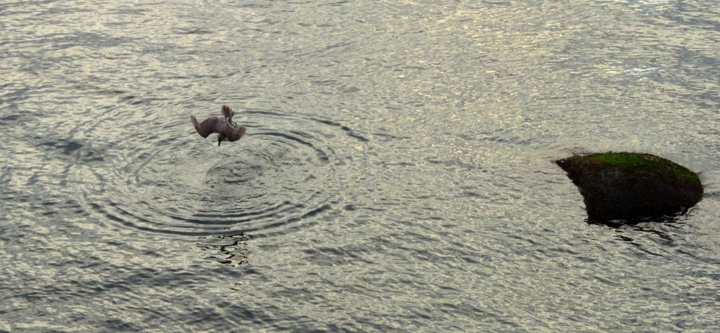 feb1fishgull