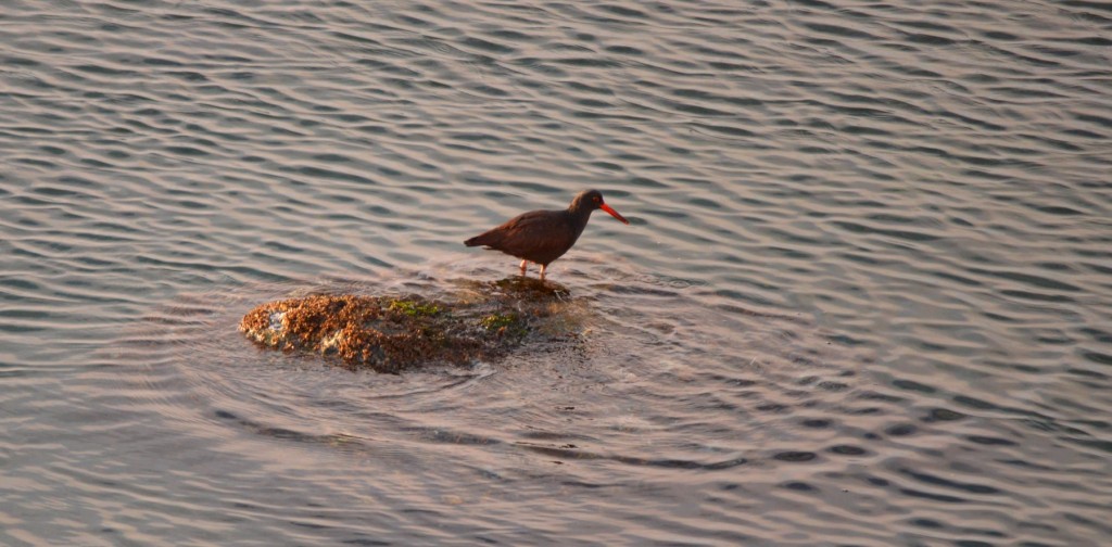 oystercatchD