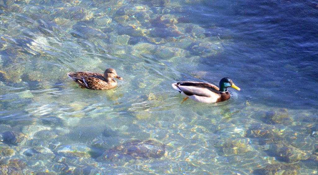 mallardswimA