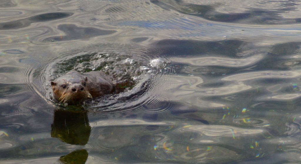 ottersurfaceB