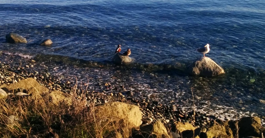 decshorebirds