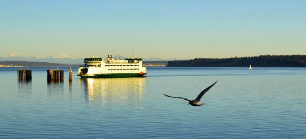 goldboatgull