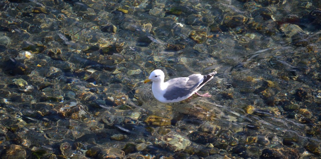 paddlegull1