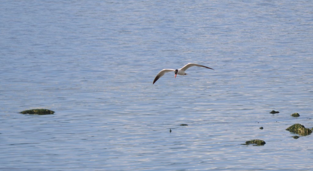 fishingtern1a