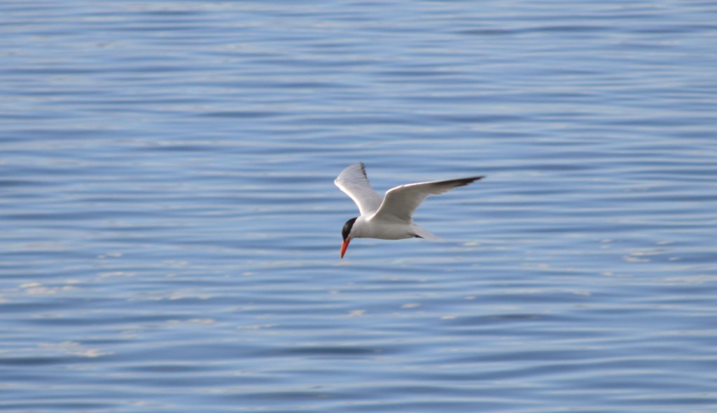 fishingtern1b