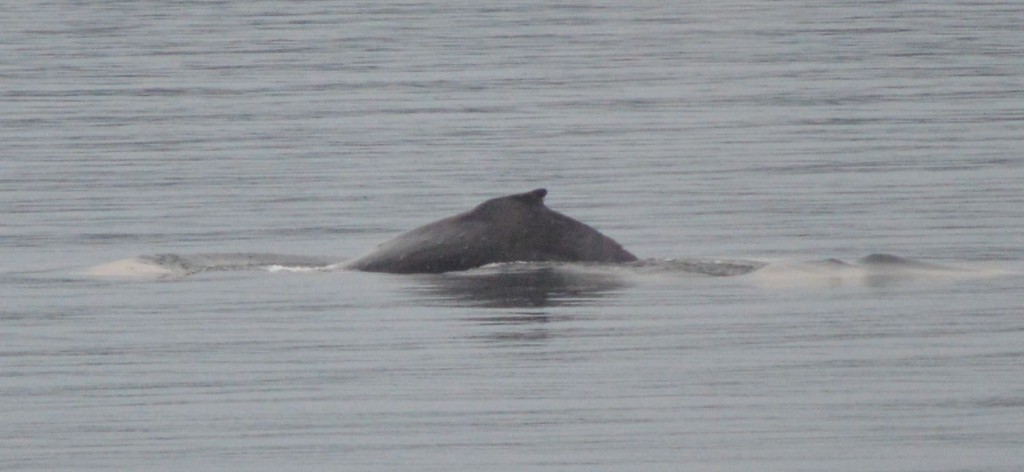 humpbackdive2