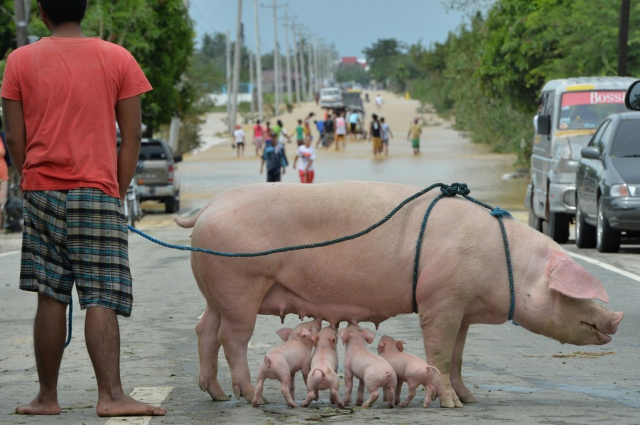 shelterpiglets