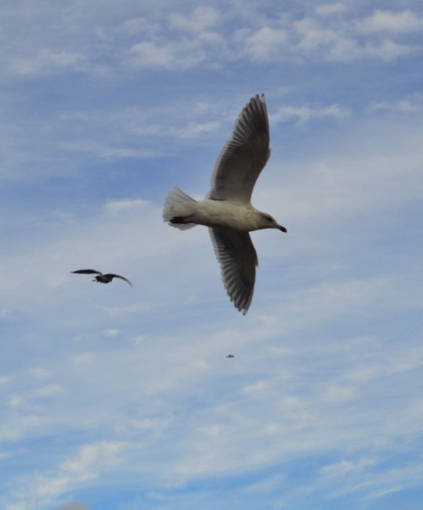 surfergulls2