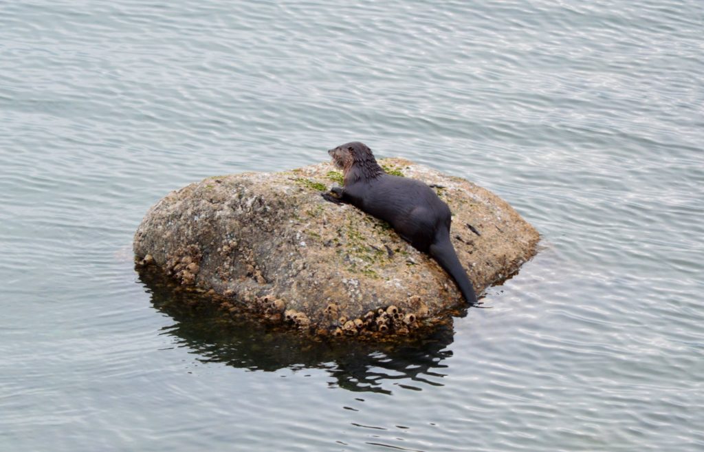 otterbuffet1